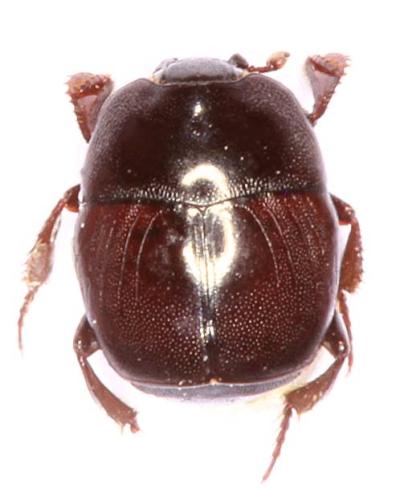 Réf. 318 315 : Saprinus furvus